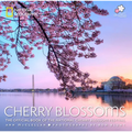 Cherry Blossoms: The Official Book of the National Cherry Blossom Festival - Paperback