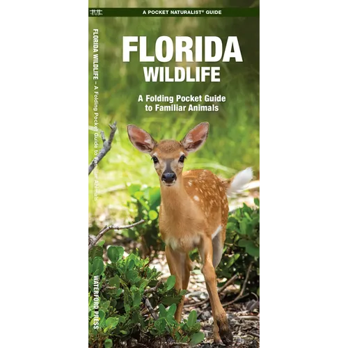 Florida Wildlife: An Introduction to Familiar Species - Paperback