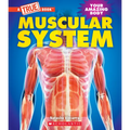 Muscular System (a True Book: Your Amazing Body) - Paperback