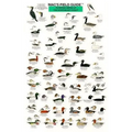 Mac's Field Guides: Northeast Coastal Water Birds - Paperback