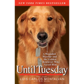 Until Tuesday - Paperback