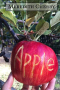 Apple: The Complete Guide to Organic Success in Your Backyard - Paperback