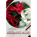 Poinsettia Plant: Plant Guide - Paperback