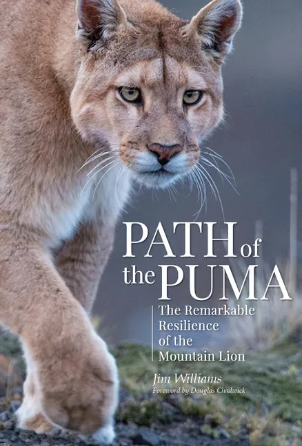 Path of the Puma: The Remarkable Resilience of the Mountain Lion - Hardcover