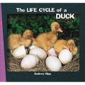 The Life Cycle of a Duck - Paperback