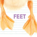 Feet - Paperback