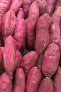 Sweet Potatoes: The Sweet Potato Is a Dicotyledonous Plant That Belongs to the Bindweed or Morning Glory Family, Convolvulaceae. Its L - Paperback