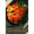 Clivia Plant: Plant Guide - Paperback