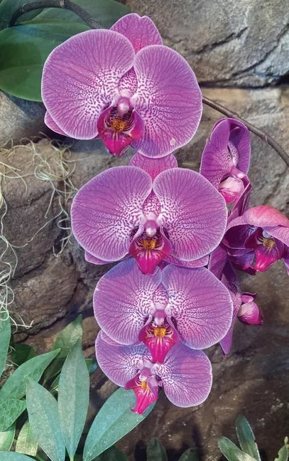 Hot Pink Orchid Journal - Hardcover