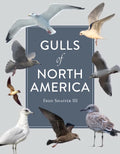Gulls of North America - Paperback