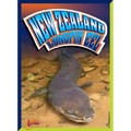 New Zealand Longfin Eel - Hardcover