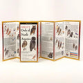 Sibley's Owls of North America