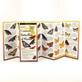 Common Butterflies of Florida