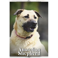 Anatolian Shepherd: Dog breed overview and guide - Paperback