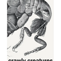 Crawly Creatures: Depiction and Appreciation of Insects and Other Critters in Art and Science - Paperback