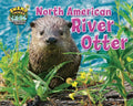 North American River Otter - Paperback