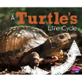 A Turtle's Life Cycle - Paperback