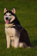 Husky: This Is a General Name for a Sled-Type of Dog Used in Northern Regions, Differentiated from Other Sled-Dog Types by Th - Paperback
