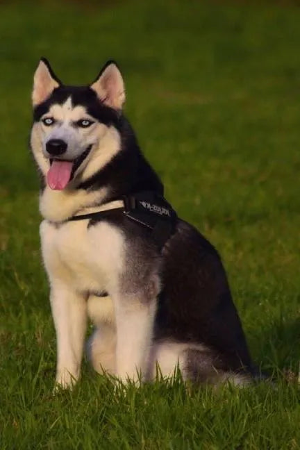Husky: This Is a General Name for a Sled-Type of Dog Used in Northern Regions, Differentiated from Other Sled-Dog Types by Th - Paperback