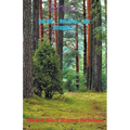 Enna - Paperback