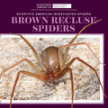 Brown Recluse Spiders - Library Binding