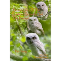 Secret Life of the Eastern Screech Owl - The Prequel: Breeding Season 2021-2022 - Paperback