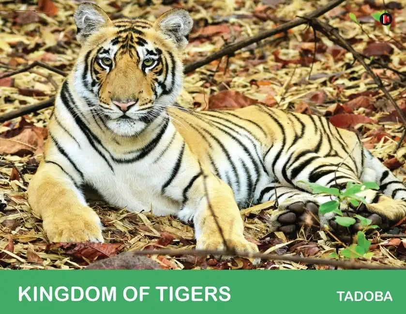 Kingdom of Tigers - Tadoba - Paperback