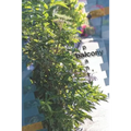 balcony plants - Paperback