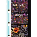 Rose Lowder Bouquets - Paperback