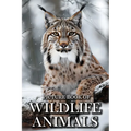 Wildlife Animals: Picture Books For Adults With Dementia And Alzheimers Patients - Beautiful Photos Of Wild Scenes with Animals - Paperback