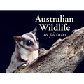 Australian Wildlife in Picture: Celebrating the Unique Nature of the Island Continent, from Kangaroos to Sea Dragons - Paperback