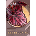 Rex Begonias: Plant Guide - Paperback