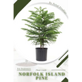 Norfolk Island Pine: Prodigy Petal, Plant Guide - Paperback