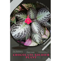 Chocolate Soldier Plant: Plant Guide - Paperback
