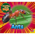 Ants - Paperback