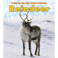 Reindeer - Paperback