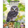Birds - Paperback