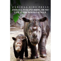 Animals, Fish and Birds, Oh My! Life In The Borneo Jungle - Curious Kids Press: Kids book about animals and wildlife, Children's books 4-6 - Paperback