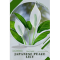 Japanese Peace Lily: Plant Guide - Paperback