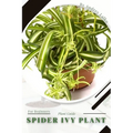 Spider Ivy Plant: Plant Guide - Paperback