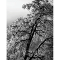 The Poetry of Being: Photographs and Haikus - Hardcover
