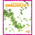 English Ivy - Paperback