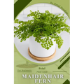 Maidenhair Fern: Prodigy Petal, Plant Guide - Paperback